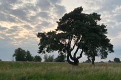 12-San-Bao-Qigong-Ausbildung-5_Sommerwoche-an-der-Oder